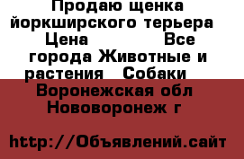 Продаю щенка йоркширского терьера  › Цена ­ 20 000 - Все города Животные и растения » Собаки   . Воронежская обл.,Нововоронеж г.